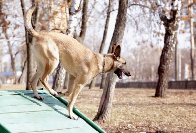 diy dog ramp