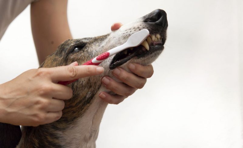 DIY toothpaste for dogs