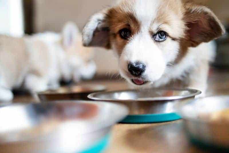 DIY Elevated Dog Bowl