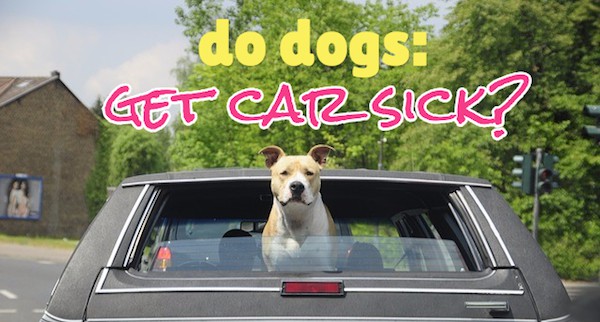 do dogs get car sick?