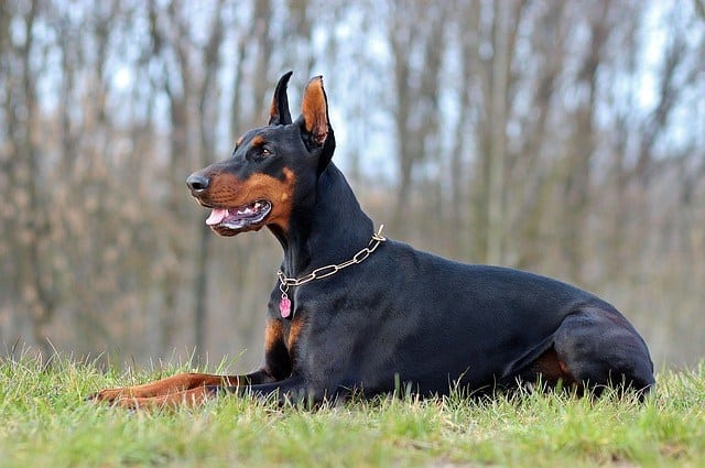 doberman guard dog