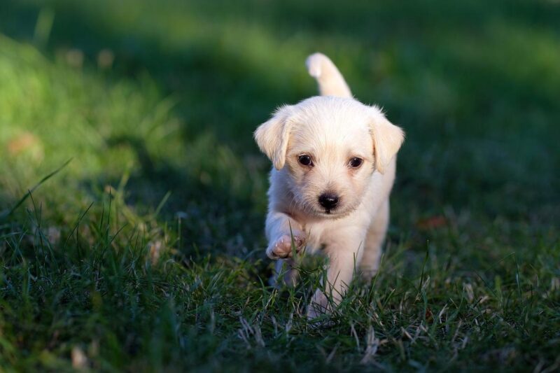 small puppy in grass