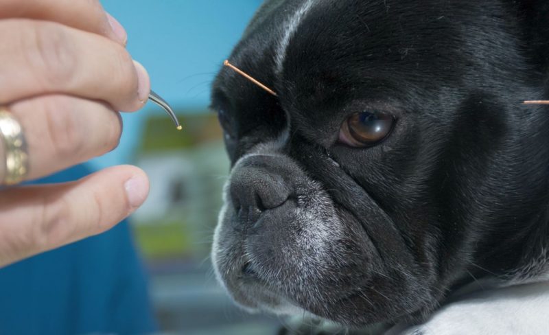 acupuncture for dogs