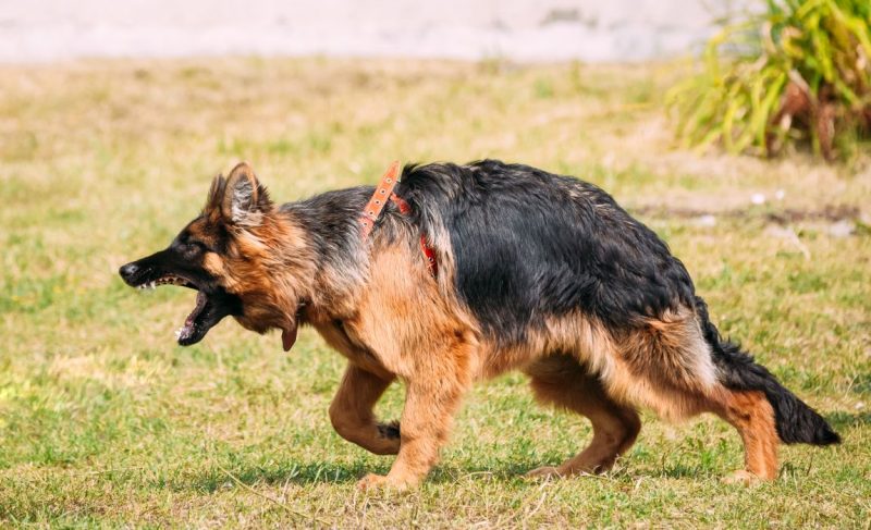 Types of Dog Aggression