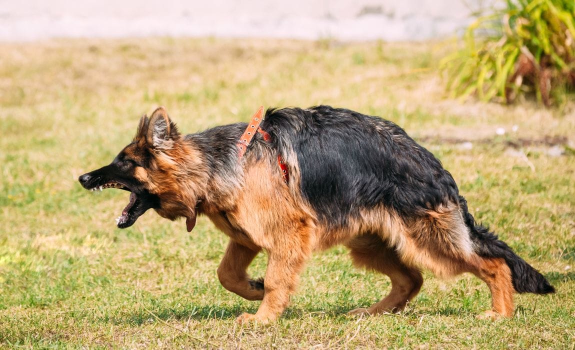 Types of Dog Aggression