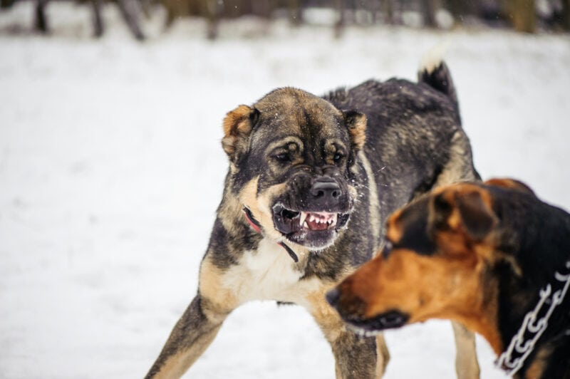 dog aggressive towards other dog in house