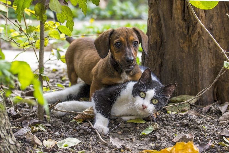 dog and cat getting along