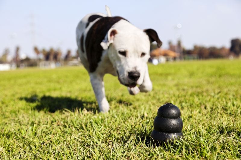 Toys can help with canine anxiety