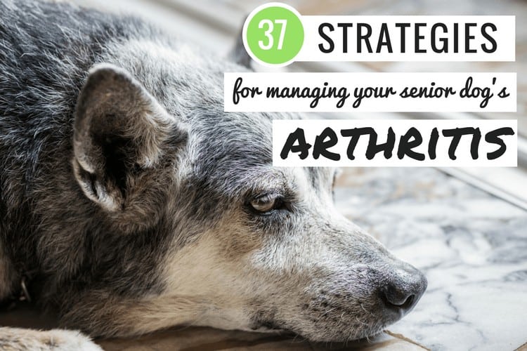 dog arthritis treatments