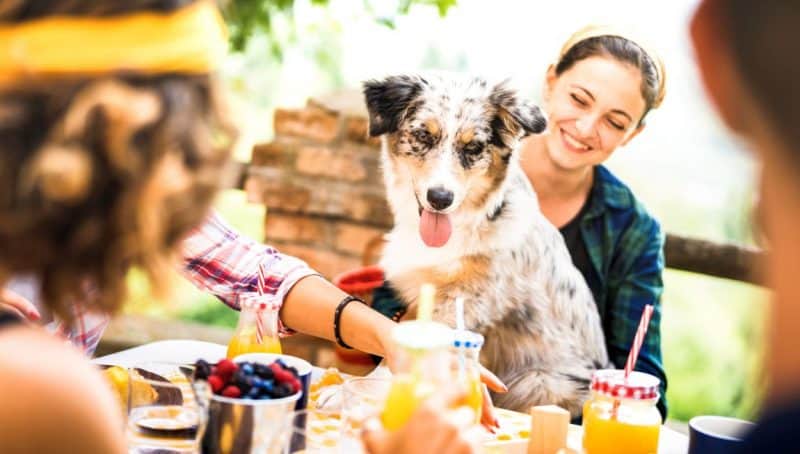 managing dog at dinner party