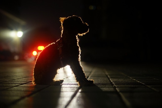 dog at night