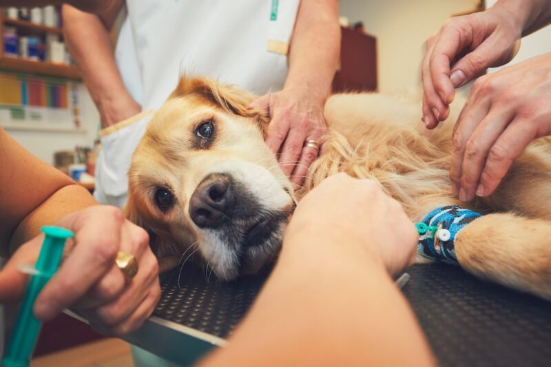 dog at vet office