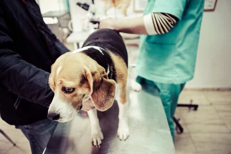 dog at vet office