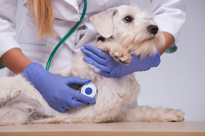 dog at vets office