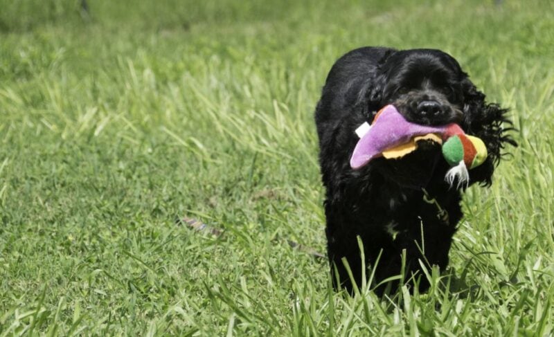 dogs eat stuffed animal