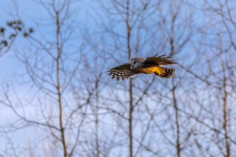 how to protect dog from hawks