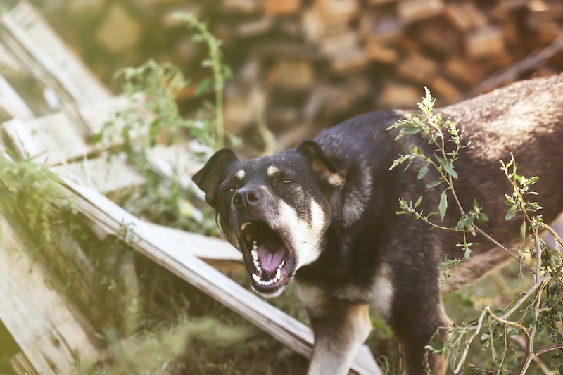 dog barking aggression