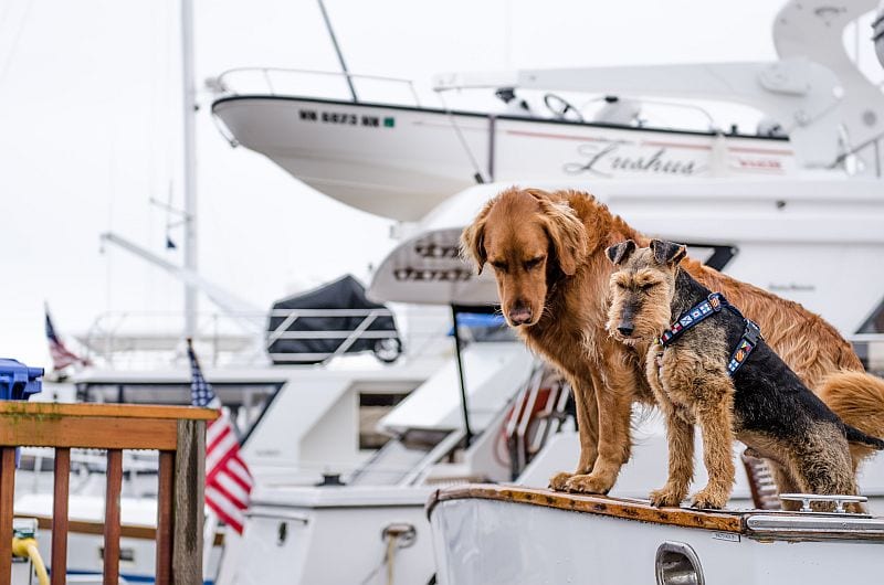 dog bathroom on boat