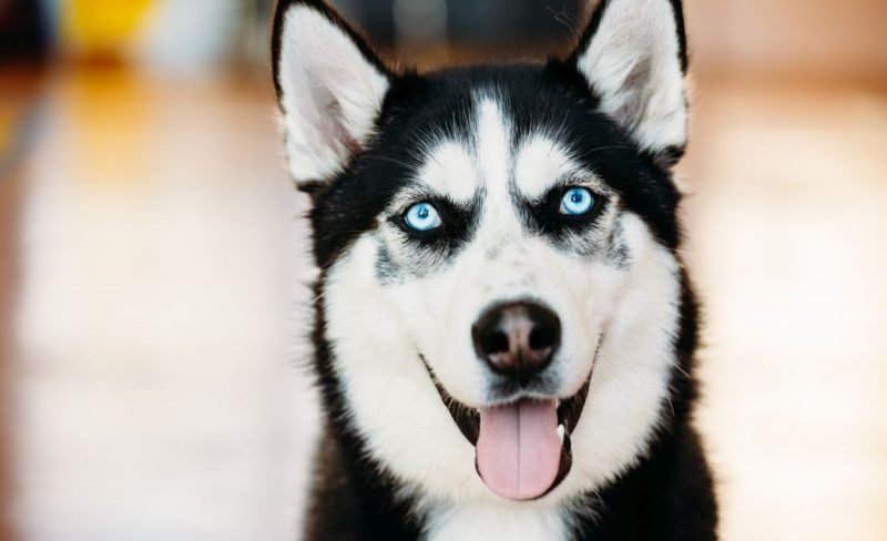 dog breeds with blue eyes