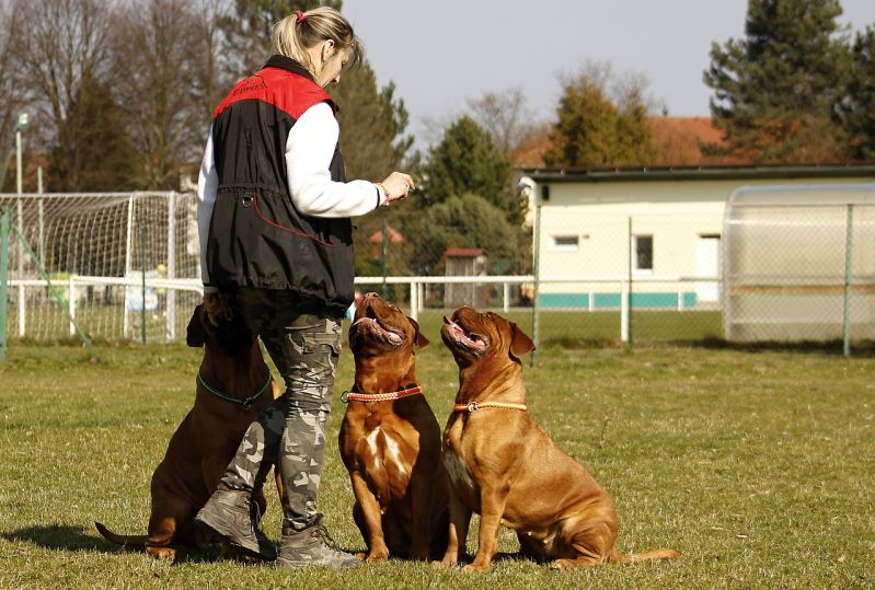 Dog Boot Camp