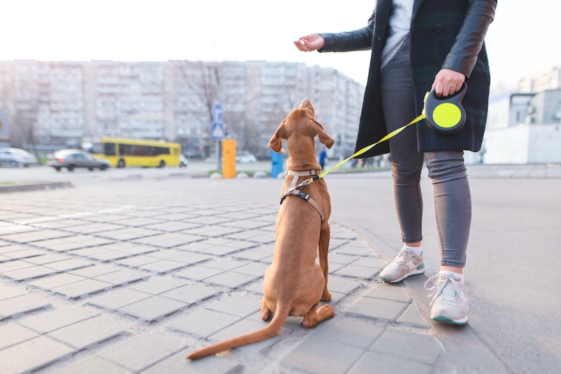 dog bootcamp training