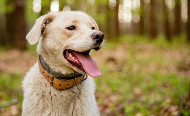 dog calming collar