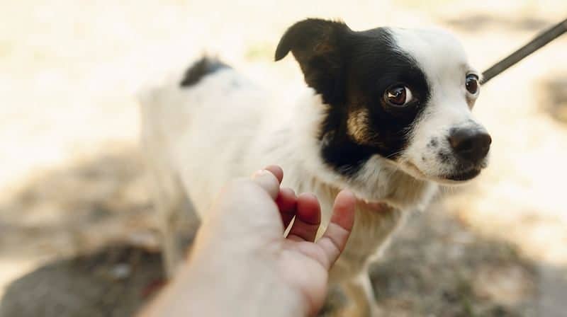 dog calming signals