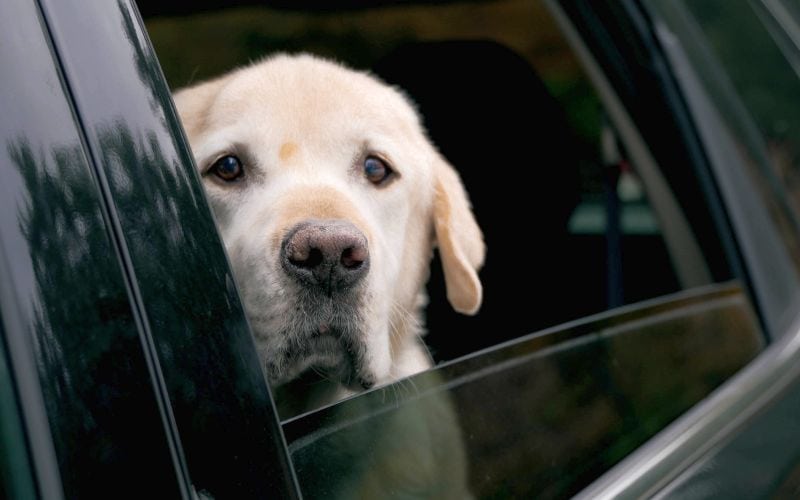 dog car anxiety