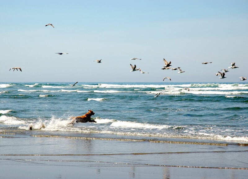 dog chasing birds