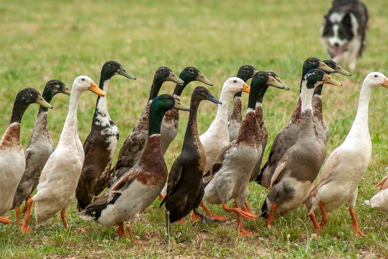 dog chases ducks