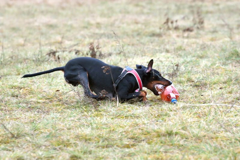 dog chasing lure