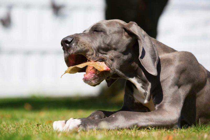 dog chewing bone