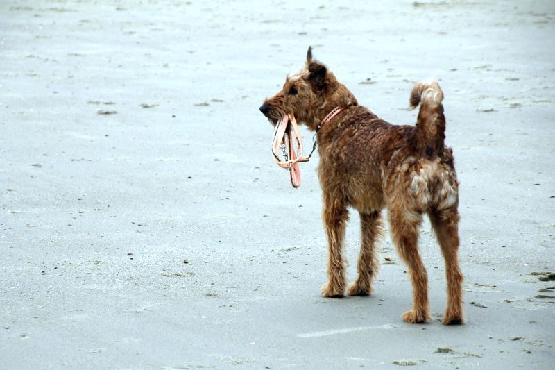 dog chews leash