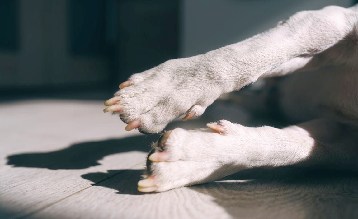 dog dewclaws