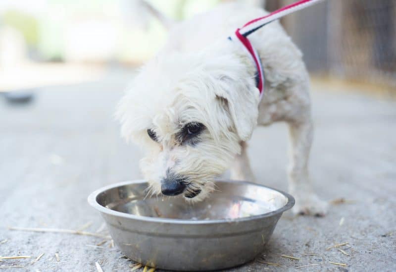 dry skin dog food