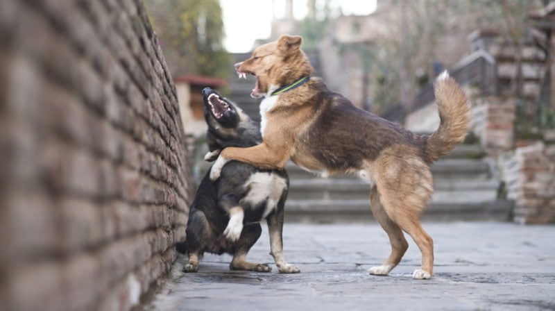 dog fight