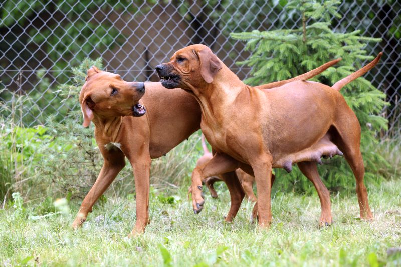 dog fighting or playing