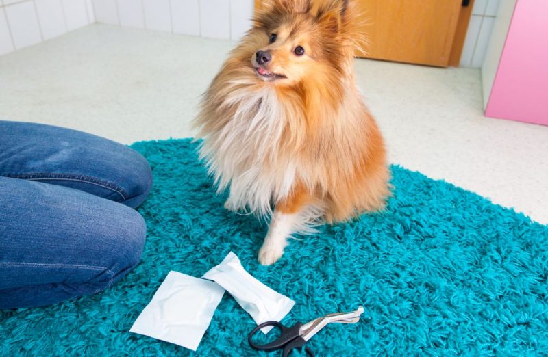 first-aid kit for pets