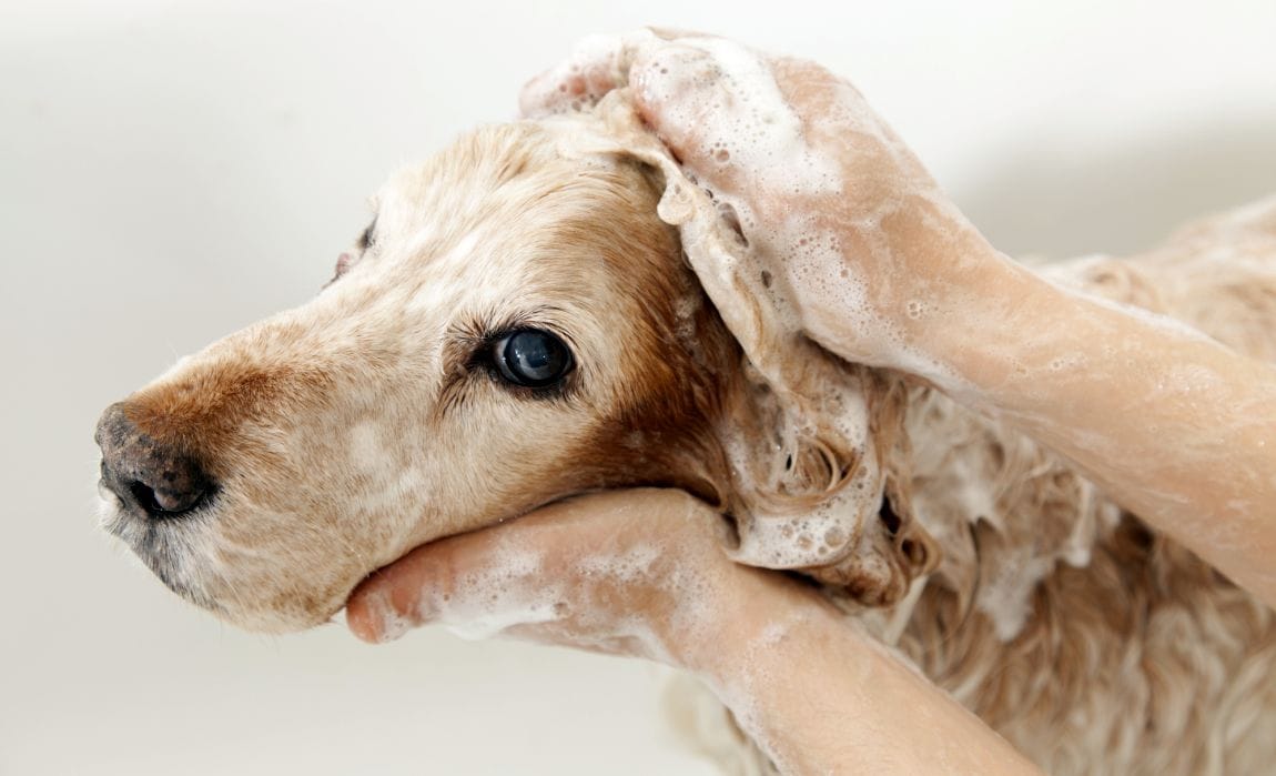 Oatmeal baths for dogs