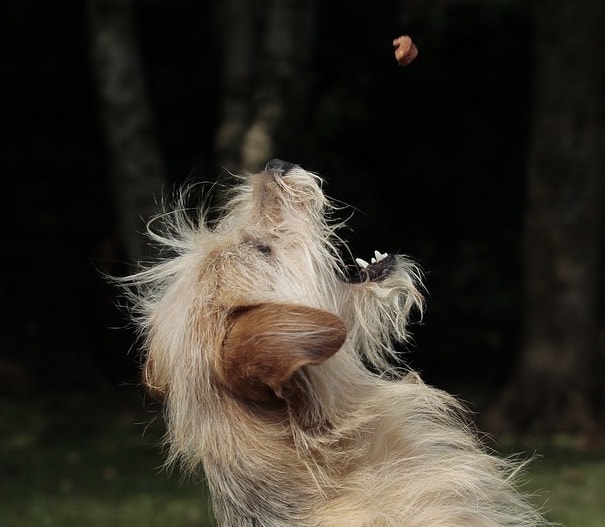 dog getting treat