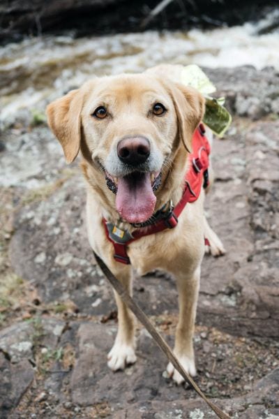 hiking harness for your doggo