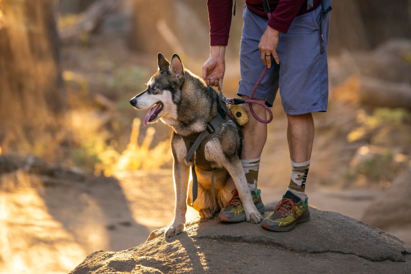 best hiking harnesses for dogs