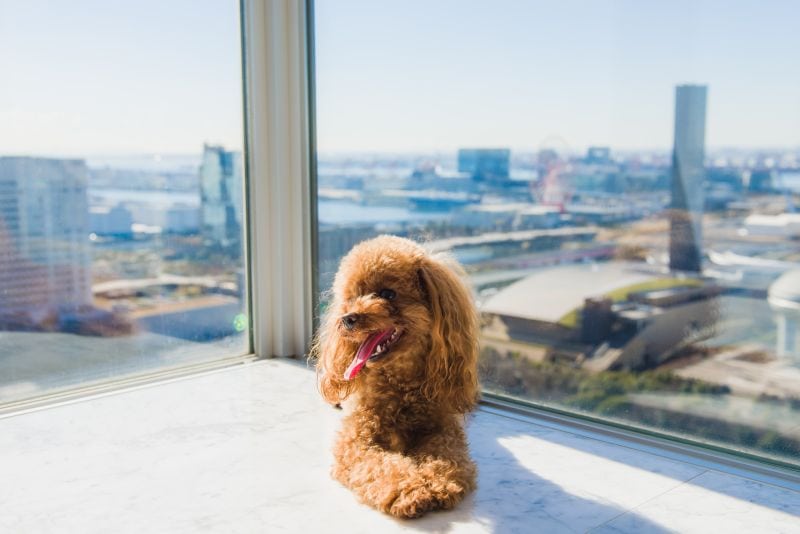 dog in high rise