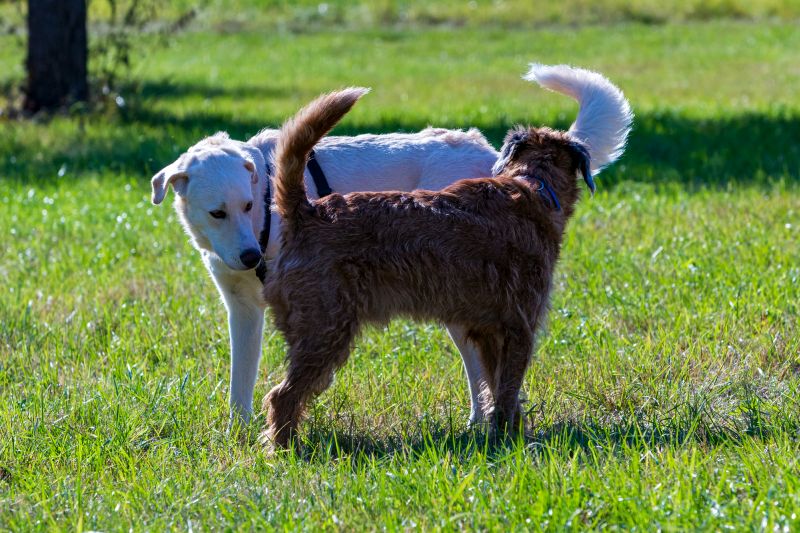 proper dog introductions