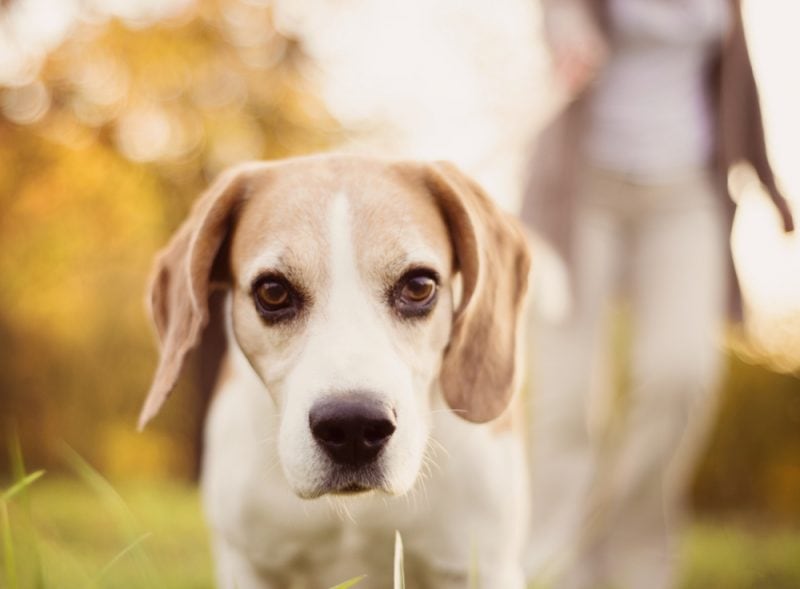 dog kicking after poop