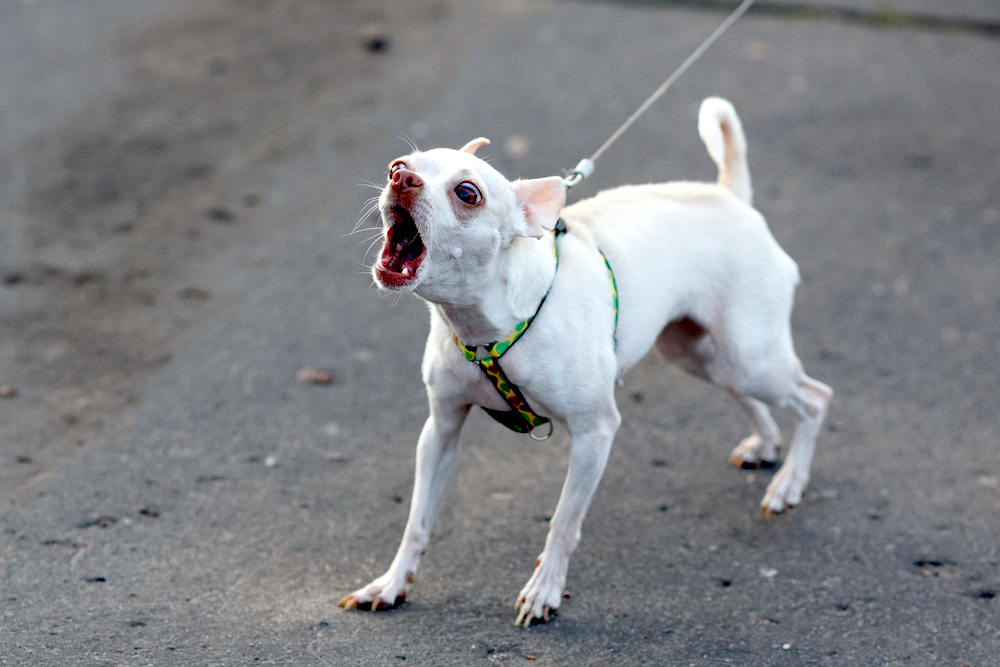 dog leash aggression