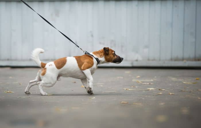 Dog Leash for Pullers