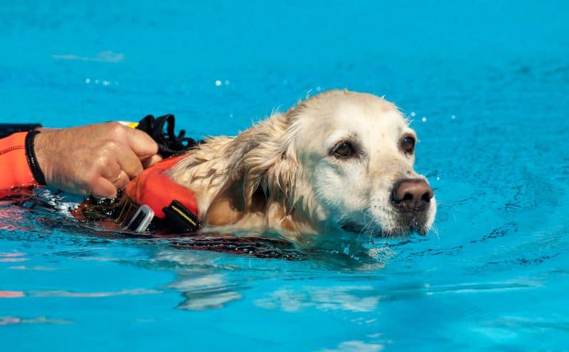 Dog life jacket