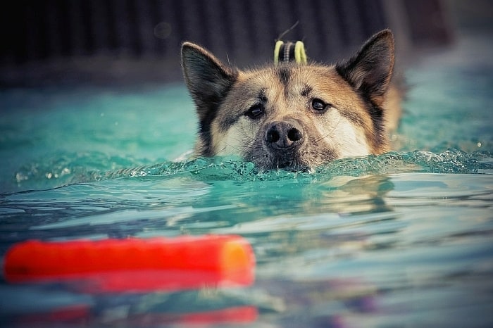 dog life jacket