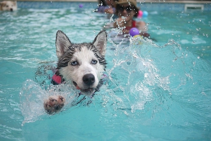 dog life vest